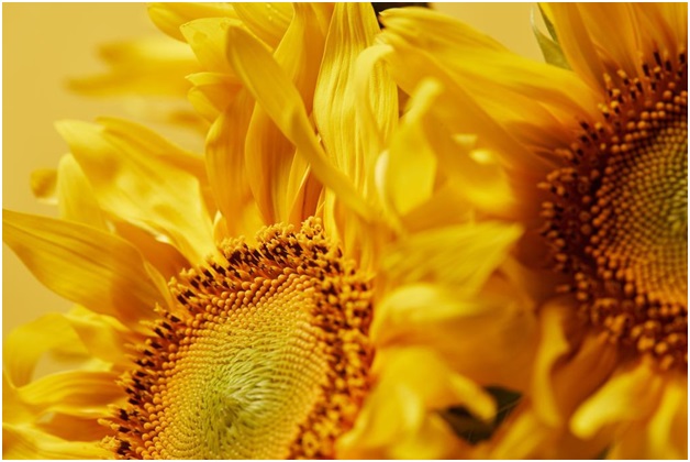 Growing and Nurturing Sunflowers
